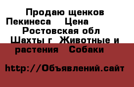Продаю щенков Пекинеса  › Цена ­ 4 000 - Ростовская обл., Шахты г. Животные и растения » Собаки   